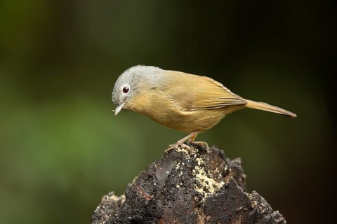 Grey-cheeked Fulvetta (Alcippe morrisonia), Yunnan, China