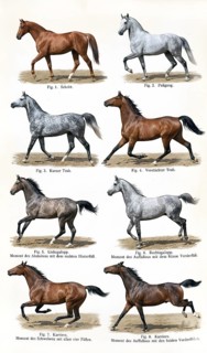 Horses gait display, walking, galloping, stepping, trotting, horse walking, horse racing, riding,