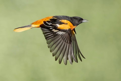 Baltimore Oriole (Icterus galbula) male flying, Texas, USA