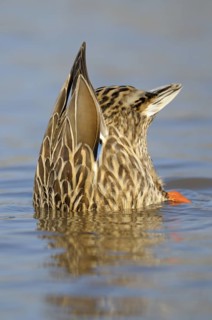 Stockente (Anas platyrhynchos), Mallard, gruendelndes Weibcehn, Januar, Duisburg-Walsum,