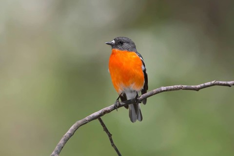 Flame Robin (Petroica phoenicea) male, Victoria, Australia