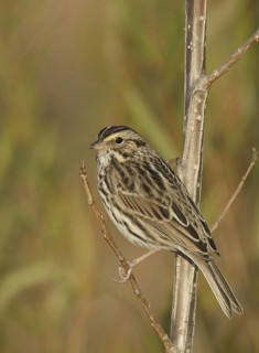 Savannah Sparrow (Passerculus sandwichensis), Ohio, USA