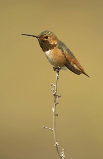 Allen's Hummingbird (Selasphorus sasin), California, USA