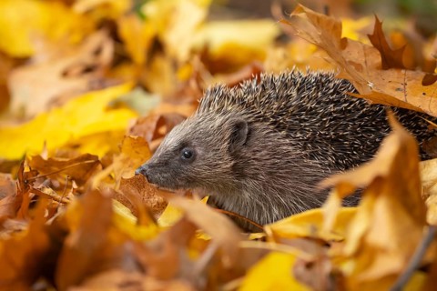 European hedgehog (Erinaceus europaeus) adult animal on fallen autumn leaves, England, United