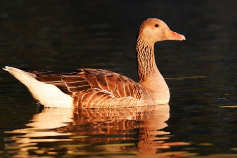 Greylag goose (Anser anser), swimming in the morning light, North Rhine-Westphalia, Germany