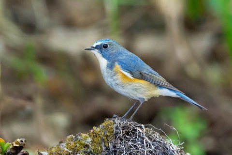 Red-flanked Bluetail (Tarsiger cyanurus) male, Thailand