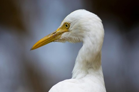 Eastern Cattle Egret (Bubulcus coromandus), Sri Lanka