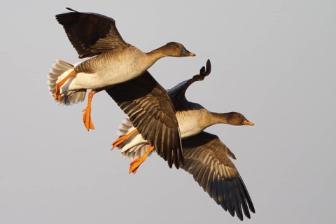 Taiga Bean Goose (Anser fabalis) flying, North Rhine-Westphalia, Germany