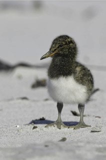Magellanic Oystercatcher (Haematopus leucopodus) chick, Falkland Islands