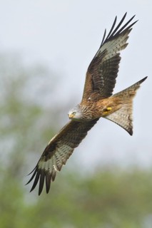 Red Kite (Milvus milvus) flying, United Kingdom
