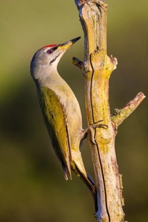 Grey-headed woodpecker (Picus canus), Pic cendré, Pito Cano, Ormoz area, Ormoz, Podravska, Slovenia