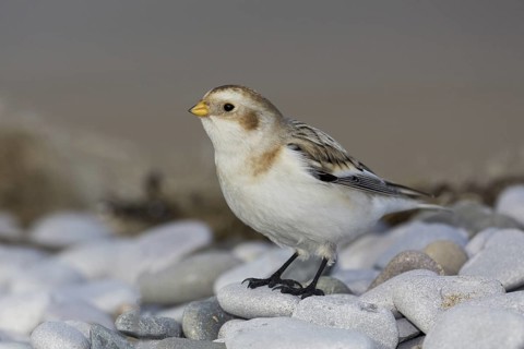 Snow Bunting (Plectrophenax nivalis), Wales, United Kingdom