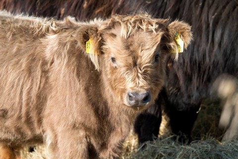 Highland cattle, Oberweser, Weser Uplands, Weserbergland, Hesse, Germany