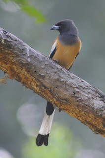 Rufous Treepie (Dendrocitta vagabunda), Keoladeo National Park, India