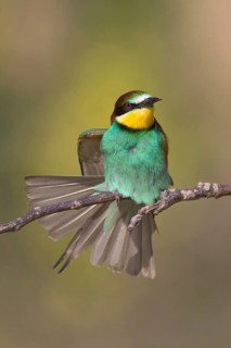 European Bee-eater (Merops apiaster), Bulgaria