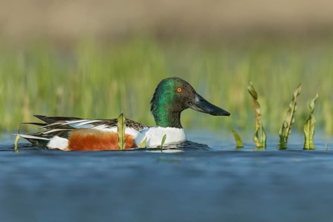 Northern Shoveler (Anas clypeata) swimming in a pond in Manitoba, Canada
