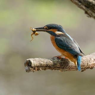 Kingfisher (Alcedo atthis) sitting on a branch, perch, with captured prey frog (Rana) in its beak,