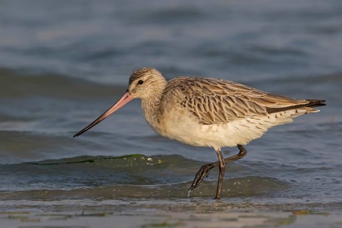 Bar-tailed godwit, (Limosa lapponica), foraging, waters, biotope, animals, birds, snipe, Barr Al