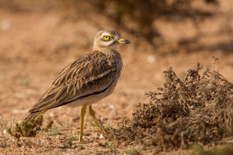 Eurasian Stone-curlew (Burhinus oedicnemus), Morocco