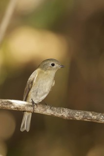 Slaty-blue Flycatcher (Ficedula tricolor) female, Doi Lang, Thailand