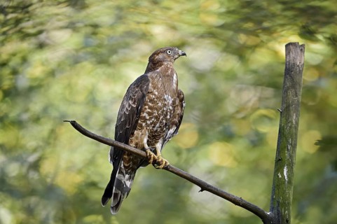 Honey buzzard (Pernis apivorus) sitting on a branch, Bavaria, Germany