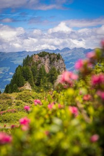 Blooming pink flowers in the foreground with rocky mountains and green forest under a cloudy sky,