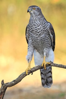 Northern Goshawk (Accipiter gentilis) female, Baden-Wuerttemberg, Germany