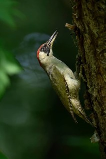 European Green Woodpecker (Picus viridis) female climbing tree trunk, North Rhine-Westphalia,
