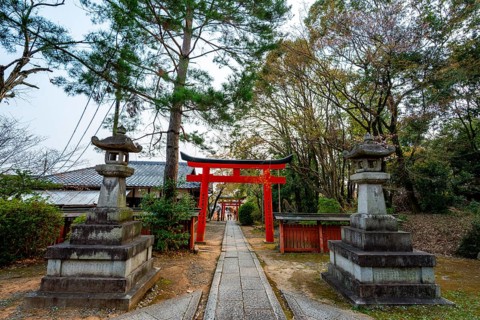 Blooming cherry trees, red torii gates at Takenaka-Inari-Jinja Shrine, Kyoto, Japan