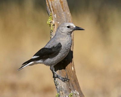 Clark's Nutcracker (Nucigraga columbiana)