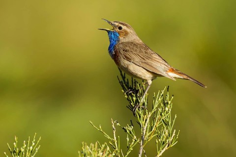 Bluethroat (Luscinia svecica cyanecula) male singing, Asturias, Spain