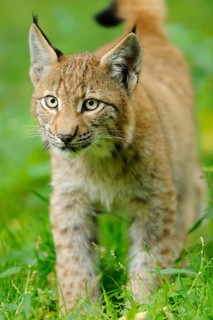 A young lynx approaches curiously, surrounded by lush greenery in the forest, Eurasian lynx (Lynx