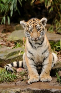 A tiger cub sits on an overgrown rock and looks curiously, Siberian tiger (Panthera tigris
