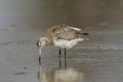 Bar-tailed Godwit (Limosa lapponica) foraging, Gambia
