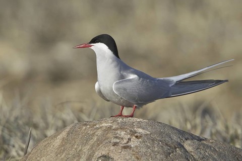 Arctic Tern (Sterna paradisaea), Manitoba, Canada