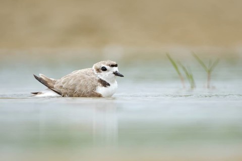 Snowy Plover (Charadrius nivosus) bathing, Texas, USA