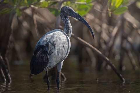African Sacred Ibis (Threskiornis aethiopicus), Senegal
