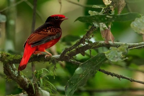 Guianan Red-Cotinga (Phoenicircus carnifex) perched on a branch in the rainforest of Guyana