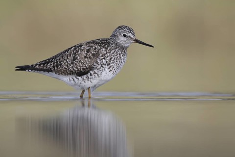 Lesser Yellowlegs (Tringa flavipes), Alaska, USA