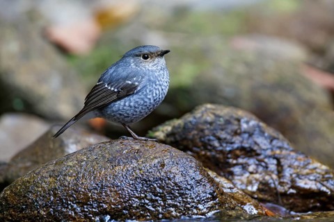 Plumbeous Water Redstart (Phoenicurus fuliginosus) female, Thailand
