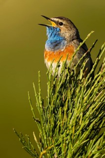 Bluethroat (Luscinia svecica cyanecula) male singing, Asturias, Spain