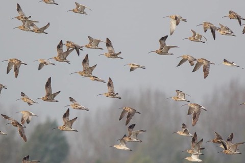 Eurasian Curlew (Numenius arquata) group flying, Netherlands