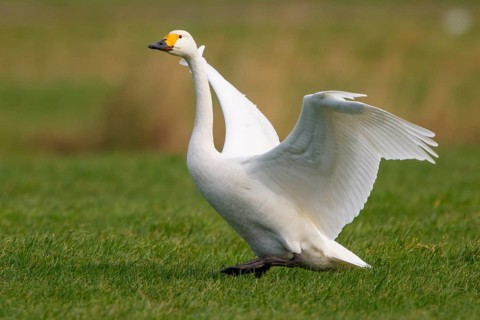 Tundra Swan (Cygnus columbianus bewickii), Netherlands