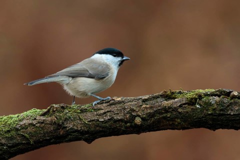 Marsh Tit (Poecile palustris), Utrecht, Netherlands