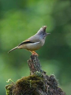 Stripe-throated Yuhina (Yuhina gularis), Darjeeling, India