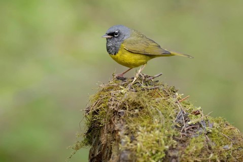 MacGillivray's Warbler (Geothlypis tolmiei) male, British Columbia, Canada