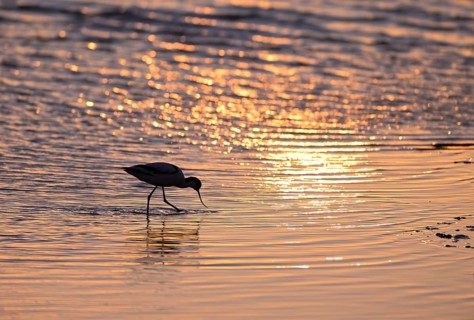 Avocet (Recurvirostra avosetta) in the water against the light, Texel, North Holland, Netherlands