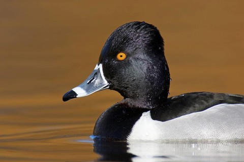 Ring-necked Duck (Aythya collaris) male, British Columbia, Canada