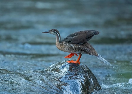 African Finfoot (Podica senegalensis) female, Mpumalanga, South Africa