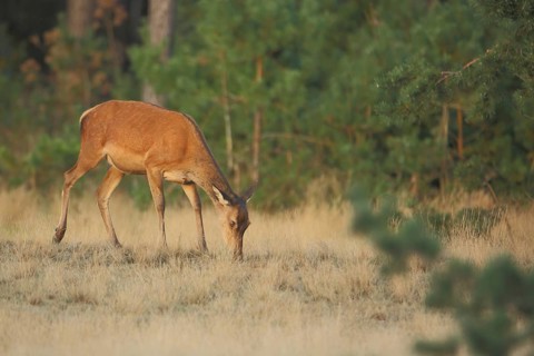 Female red deer (Cervus elaphus) grazing, foraging, De Hoge Veluwe National Park, Gelderland,